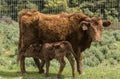 Red Dexter Cow, considered a rare breed, facing camera, with newly born calf by her side
