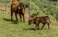 Red Dexter Cow, considered a rare breed, with newly born calf
