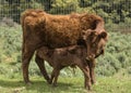 Red Dexter Cow, considered a rare breed, nudging her newly born calf to drink