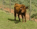 Red Dexter Cow, considered a rare breed, standing facing camera in green pasture.