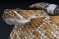 Red Diamond Rattlesnake Royalty Free Stock Photo