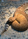 Red Diamond Rattlesnake Royalty Free Stock Photo