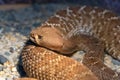 Red Diamond Rattlesnake Royalty Free Stock Photo