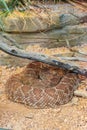 Red diamond rattlesnake (Crotalus ruber) Royalty Free Stock Photo