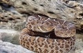 Red diamond rattlesnake portrait close up Royalty Free Stock Photo