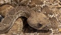 Red Diamond Rattlesnake at Rattlers & Reptiles, a small museum in Fort Davis, Texas, owned by Buzz Ross. Royalty Free Stock Photo