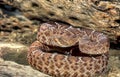 Red diamond rattlesnake Royalty Free Stock Photo