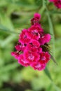 Red dianthus barbatus Royalty Free Stock Photo