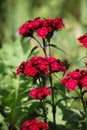 Red Dianthus barbatus in a flowerbed Royalty Free Stock Photo