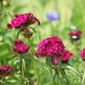 Red Dianthus barbatus  in a flowerbed Royalty Free Stock Photo