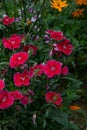 Red Dianthus Chinensis or China Pink flowers in garden Royalty Free Stock Photo