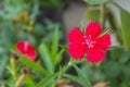 Red dianthus chinensis China Pink in the garden Royalty Free Stock Photo