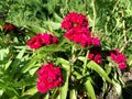 Red Dianthus chinensis flowers. Royalty Free Stock Photo
