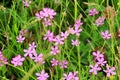 Red dianthus deltoides Royalty Free Stock Photo