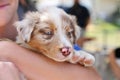 Red Diluted Merle Australian Shepherd Puppy with Blue Eyes Royalty Free Stock Photo