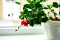 Red Dipladenia flower growing in the pot on the windowsill at home Royalty Free Stock Photo