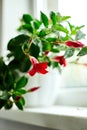 Red Dipladenia flower growing in the pot on the windowsill at home Royalty Free Stock Photo