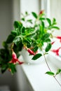 Red Dipladenia flower growing in the pot on the windowsill at home Royalty Free Stock Photo