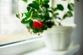 Red Dipladenia flower growing in the pot on the windowsill at home Royalty Free Stock Photo