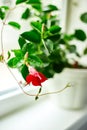 Red Dipladenia flower growing in the pot on the windowsill at home Royalty Free Stock Photo