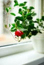 Red Dipladenia flower growing in the pot on the windowsill at home Royalty Free Stock Photo