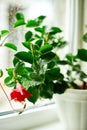 Red Dipladenia flower growing in the pot on the windowsill at home Royalty Free Stock Photo
