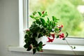 Red Dipladenia flower growing in the pot on the windowsill at home Royalty Free Stock Photo