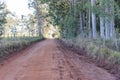 Red dirt road bordering an eucalyptus grove