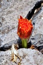 A red disa flower coming out of the cracks in the rocks