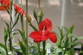 Red disa orchid Royalty Free Stock Photo