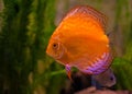 Red Discus Fish Royalty Free Stock Photo