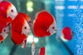 Red Discus Fish Royalty Free Stock Photo