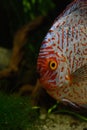 Red discus fish in natural environment Royalty Free Stock Photo