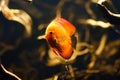 Red Discus fish swimming underwater close-up. Royalty Free Stock Photo