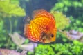 Red discus fish or symphysodon discus Royalty Free Stock Photo