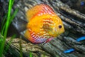 Red discus Symphysodon discus.