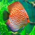 Red discus (Symphysodon discus) Royalty Free Stock Photo
