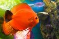 Red discuses (Symphysodon discus) Royalty Free Stock Photo