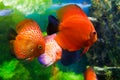 Red discuses (Symphysodon discus) Royalty Free Stock Photo