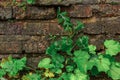 Red Distressed Wall Surface Grunge Red Stonewall Background. Old brick wall with plants growing out of it Royalty Free Stock Photo