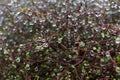 Muehlenbeckia Astonii with Rain Droplets