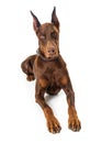 Red Doberman Pinscher Dog Lying Down Royalty Free Stock Photo