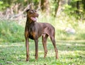 A red Doberman Pinscher dog with natural uncropped ears Royalty Free Stock Photo