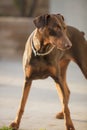 Red Doberman Pinscher Standing In A Patio Area Royalty Free Stock Photo
