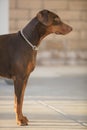 Red Doberman Pinscher Standing In A Patio Area Royalty Free Stock Photo