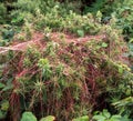 Red Dodder ie Cuscuta epithymum on wild Gorse ie Ulex europaeus. With flowers.