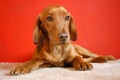 Red dog Royalty Free Stock Photo