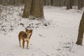 A dog alone in the woods in the winter. Snowing. A homeless animal. Humanism. Animal protection