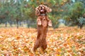 red dog of the American Cocker spaniel breed jumping in the afternoon on a walk in the park in autumn standing on its hind legs Royalty Free Stock Photo