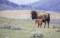 Red dog bison calf and mother on open sagebrush grassland